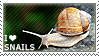 snail